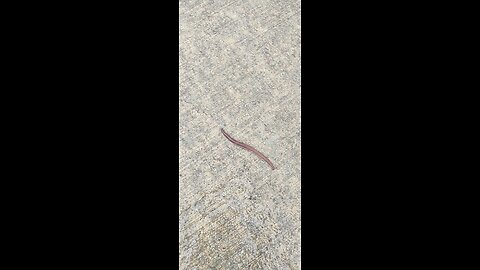 I wanna adopt some worms. You'll see why... Just hang in there