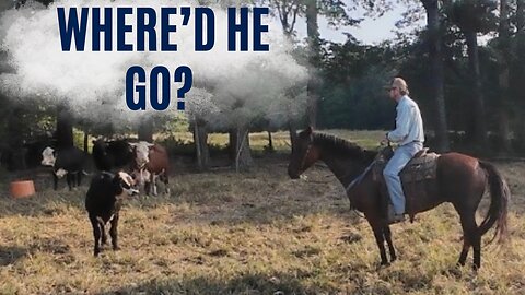 The search for missing calves