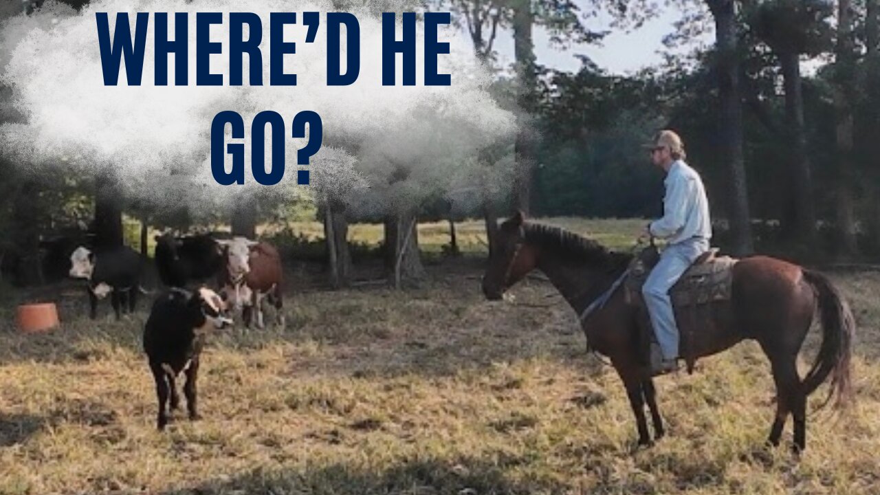 The search for missing calves