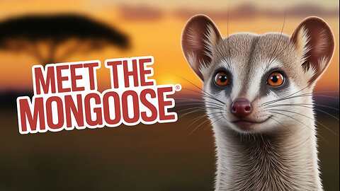 Meet the Mongoose