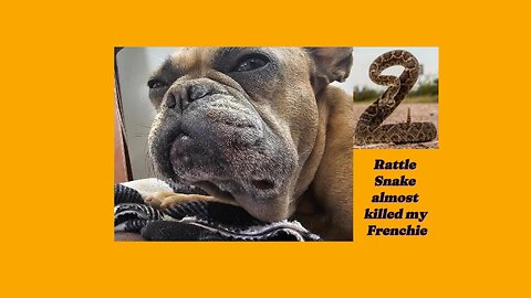 My Story: #DOOPERS vs. #Rattlesnake- Mojave Green