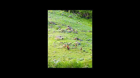 Wild life