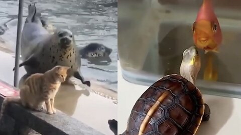 The most unusual ways to attract the attention of animals