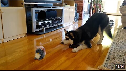 FUNNIEST Huskies 🤣 | 15 Minutes Best Videos