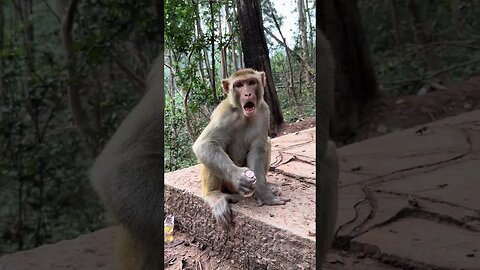 Clean monkey monkey again