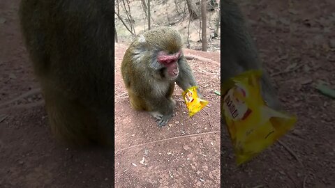 Dafu can still return to the group of monkeys