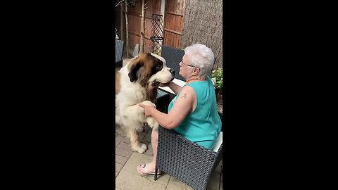 You Won’t Believe What This Animal Did! Hilarious & Adorable Moments!”