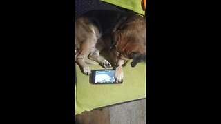 Bella watching my YouTube videos lol