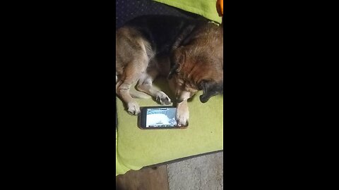 Bella watching my YouTube videos lol