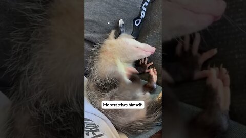 Oposum ran out on the road and the guy saved him