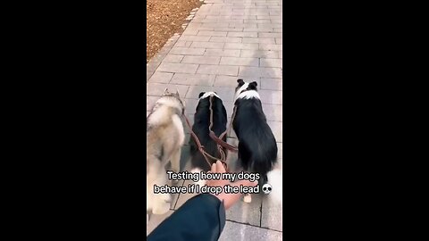 Dogs with out owner 😂