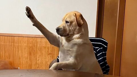 2025’s Funniest Dogs & Cats 😂 You Won’t Stop Laughing! | You Laugh You lose 😍😸😹 #Ep67