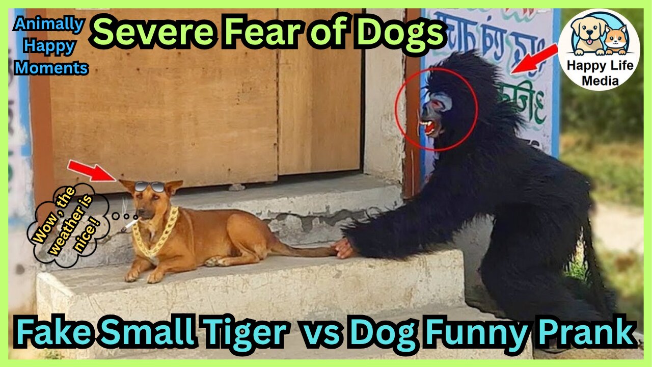 Fake Small Tiger vs Dog Prank - Dog Scaring