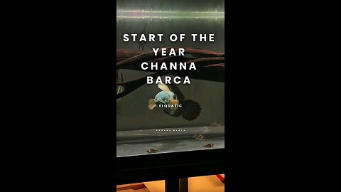 Early days of the year. Channa Barca stays timeless.