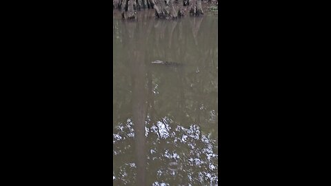 24 ft alligator right there