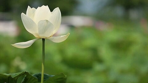 beautiful flower
