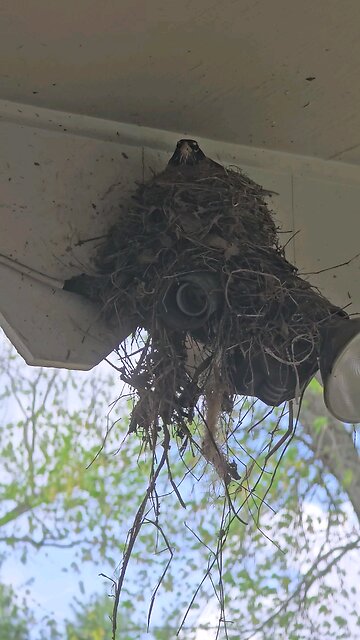 Robin Finished The Nest