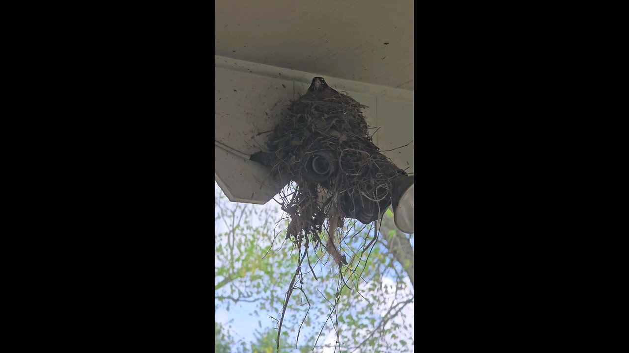 Robin Finished The Nest
