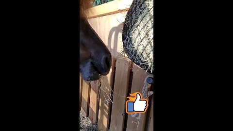 mini horse chewin