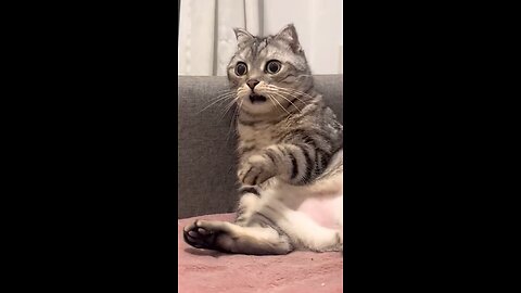 # Cats Beings 😻 Hailours