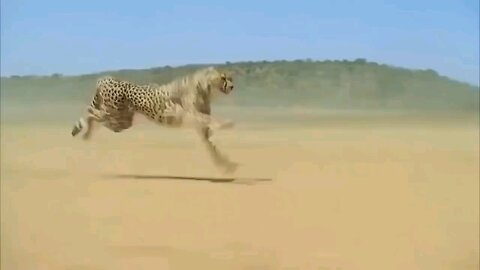 Cheetah Speed