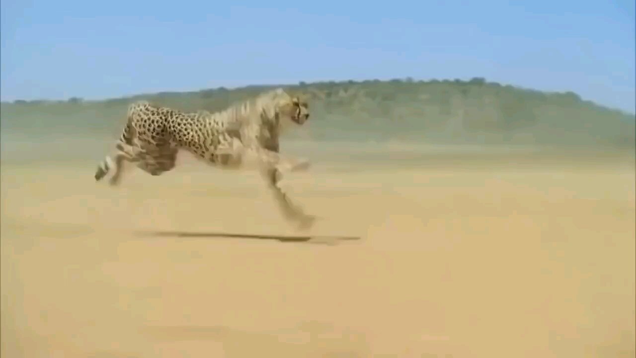 Cheetah Speed
