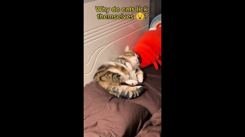 Why do Cats lick themselves? #catshorts #cats #catslife #catsofinstagram