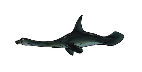 Skin-fin