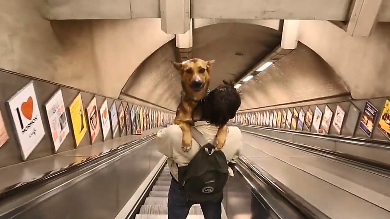 Funny Animals Compilation 85