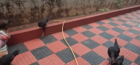 gangsta chicken