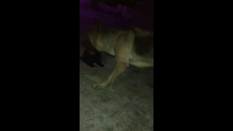 pet lover