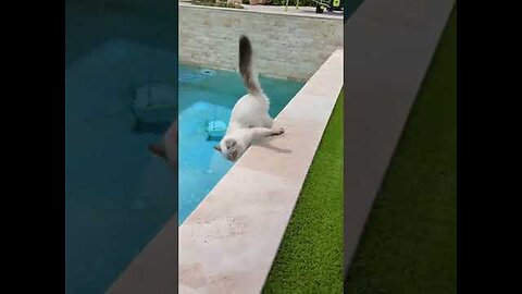 Funny Pets | 2025😂 Funny Dogs And Funny Cats Videos 🐱 🐕 😄