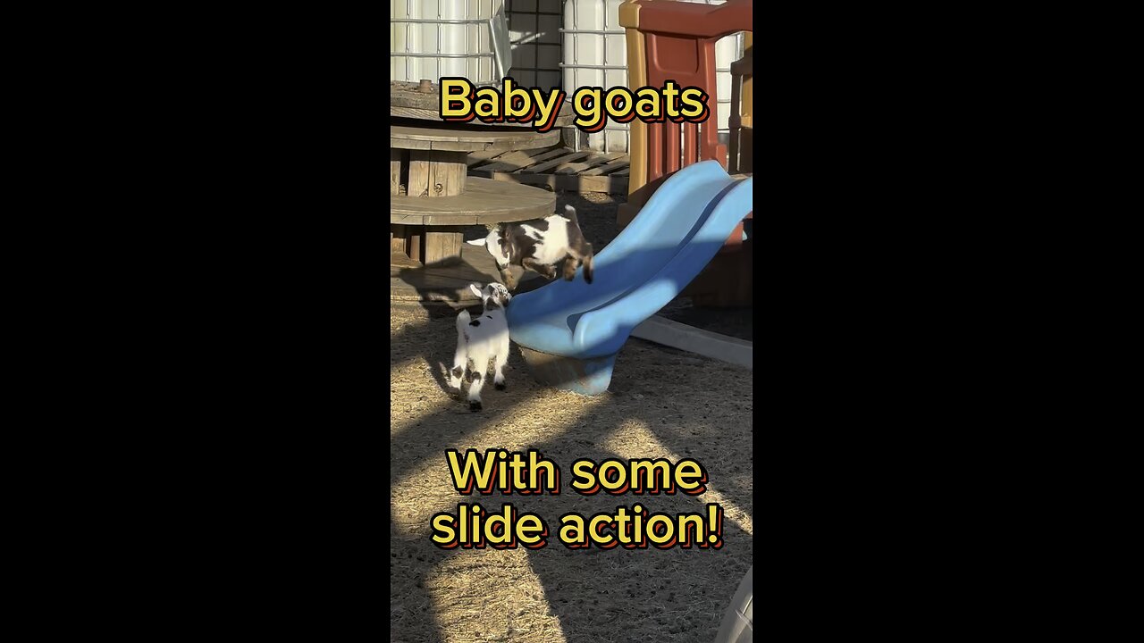 There’s nothing cuter than baby goats playing on a slide.