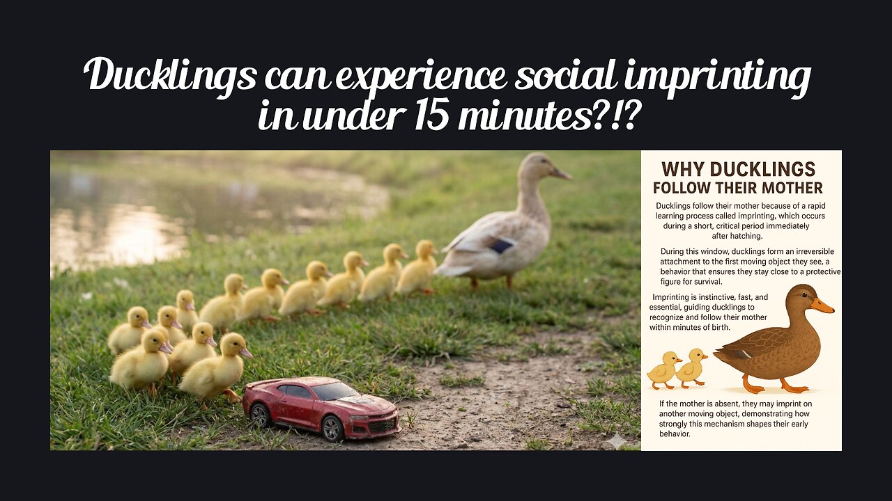 Fun Fact for Dec 26th 2025