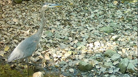 Heron Moving Very Slowly