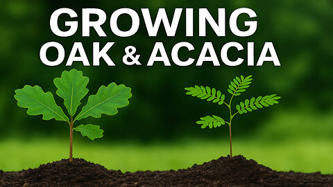 Growing Oaks and acacia