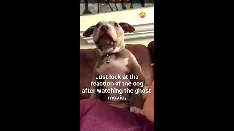 Just look at the reaction of the dog after watching the ghost movie😱funnydog, #dogfails