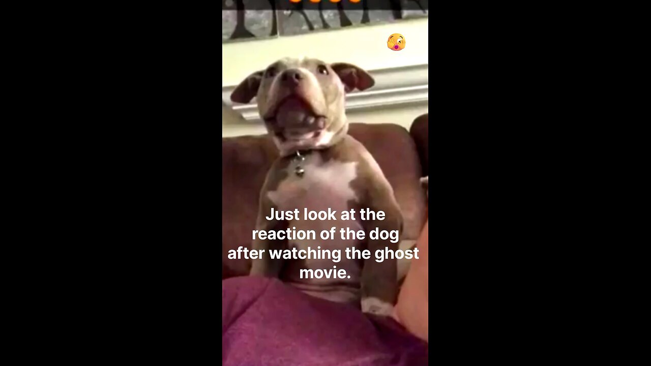 Just look at the reaction of the dog after watching the ghost movie😱funnydog, #dogfails