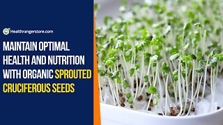 Maintain optimal health and nutrition with Organic Sprouted Cruciferous Seeds