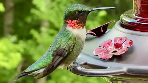 Hummingbird Chirping and Drinking Nectar