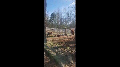 Shorthorn Plus calves 2025.