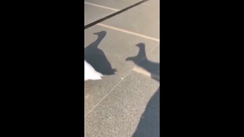 "Duck Said No… So He Took Revenge Like a Hero!"