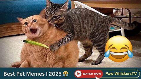 Best Pet Memes | 2025 😂