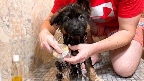 German Shepherd Puppy's First Bath [Cuteness Overload]