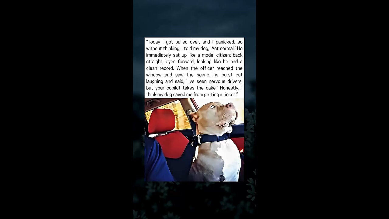 Dog Stays Calm And Impresses Officer