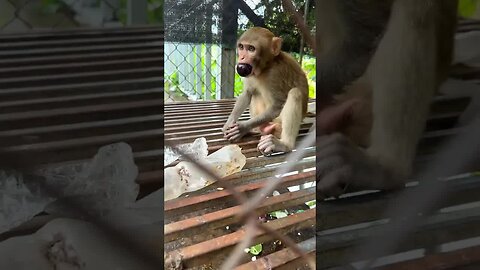 Caring for an Abandoned Monkey, the Mysterious Behaviors of Monkeys #12