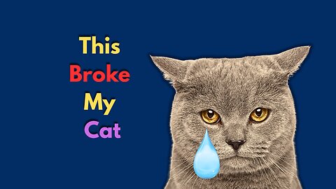 10 Things That Destroy Your Cat's Trust (Most Owne