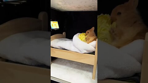 When the weather gets cold, you must remember to wear long johns. Cute pet debut plan. Rabbit. R