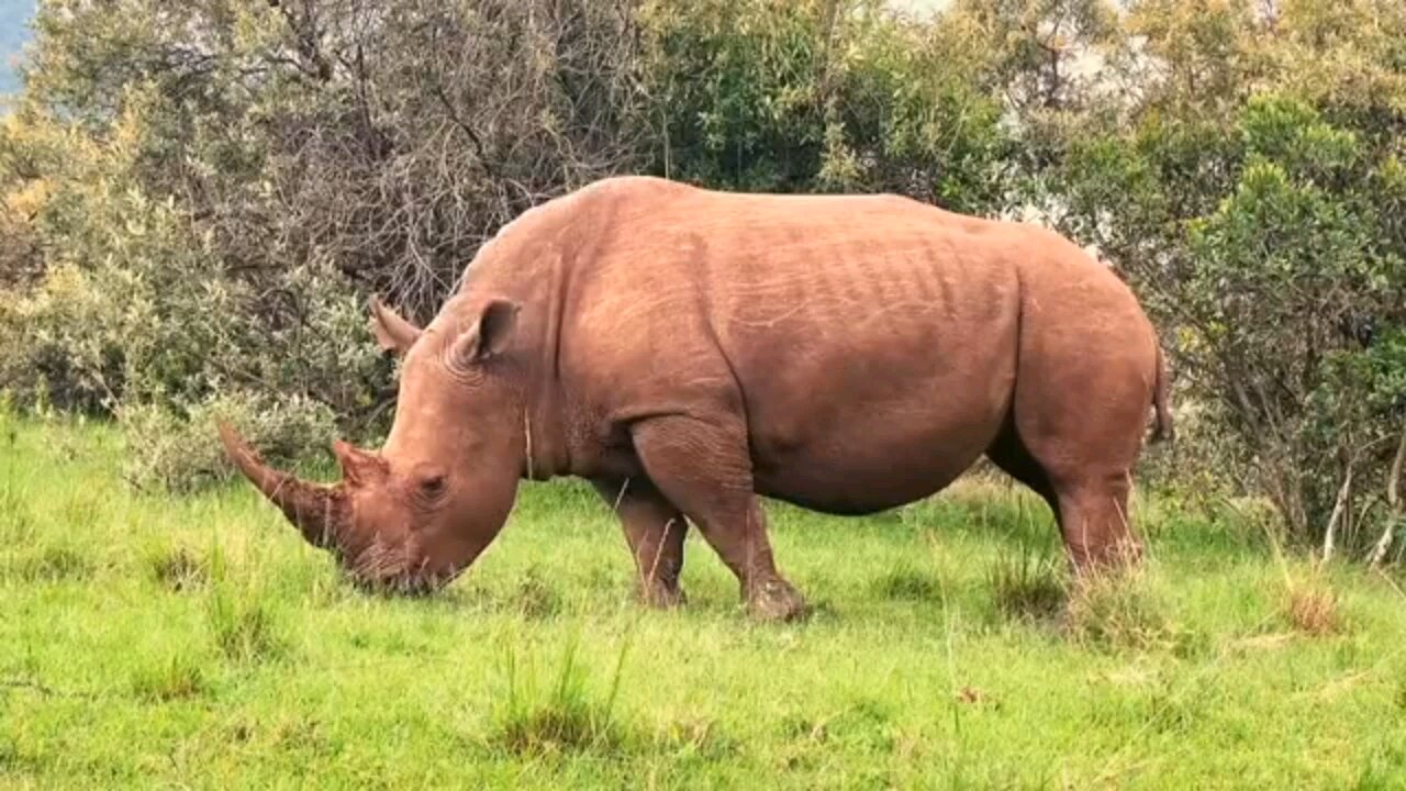 Watch This Very Mind Blowing Animal