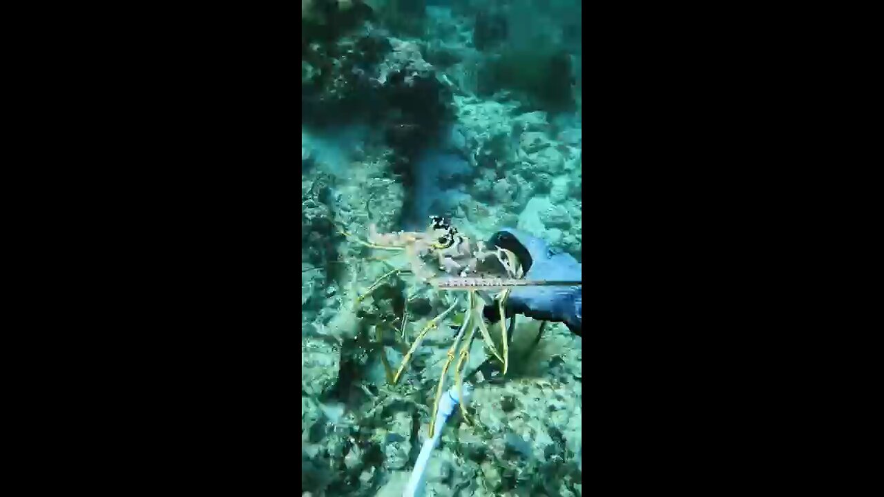 Giant Lobster